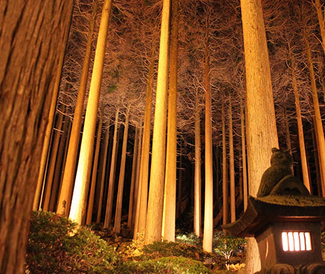 The Hundred Years Cedar Garden next to the Hotel