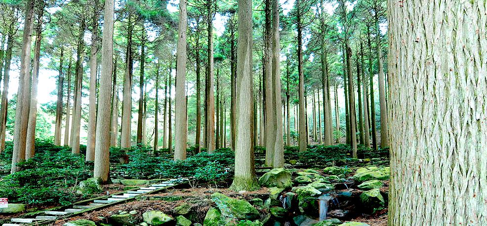 百年杉庭園イメージ