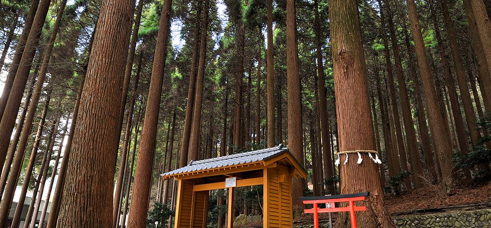 百年杉庭園イメージ