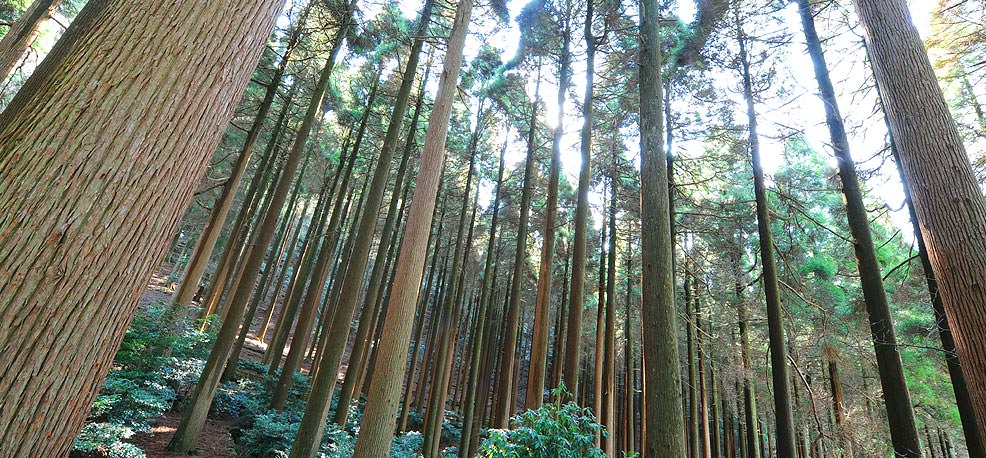 百年杉庭園イメージ