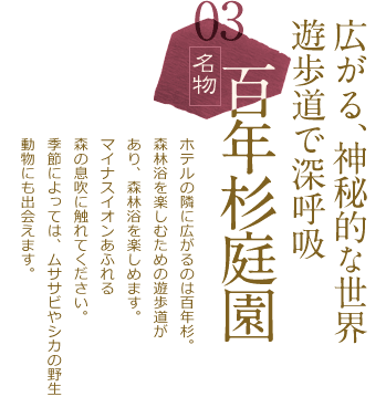 広がる、神秘的な世界
									遊歩道で深呼吸 百年杉庭園