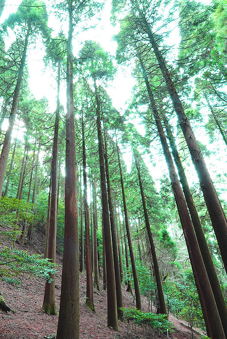 百年杉庭園