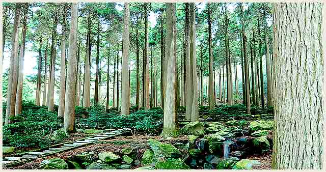 百年杉庭園写真01