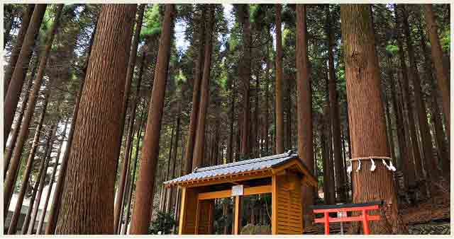 百年杉庭園写真04