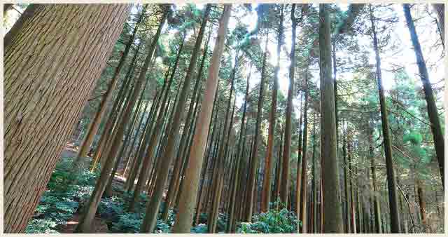 百年杉庭園写真05