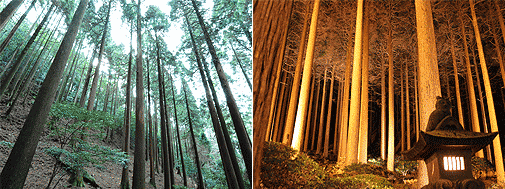 朝の静寂、夜の神秘を愉しむ