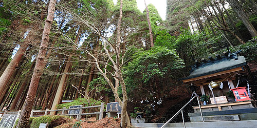 百年杉庭園イメージ